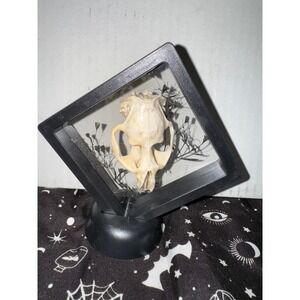 Muskrat Skull floating frame Display Oddities Macabre‎ Taxidermy Curiosities